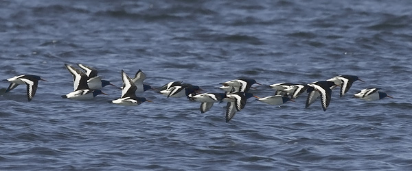Meriharakka, Eurasian Oystercatcher, Haematopus ostralegus